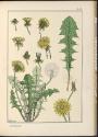 Plate 43