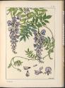 Plate 46