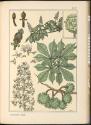 Plate 52