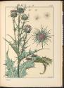 Plate 58