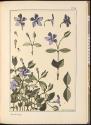 Plate 61