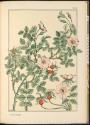 Plate 67
