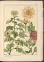 Plate 70