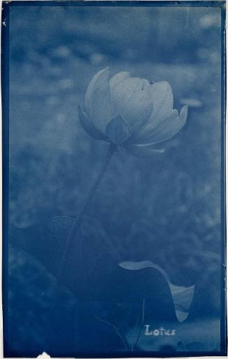 “Lotus, One of Our Flowers”