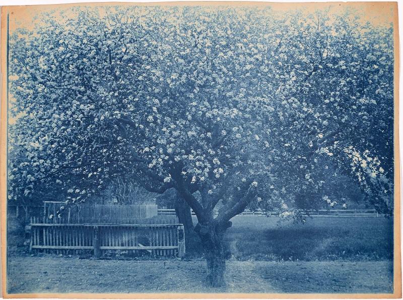 Blooming Tree
