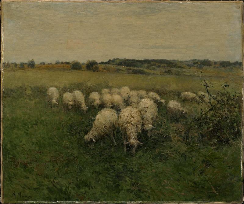 Sheep Grazing in an Open Field