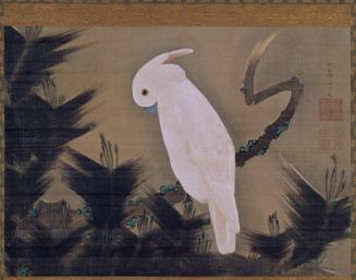 White Cockatoo on a Pine Branch