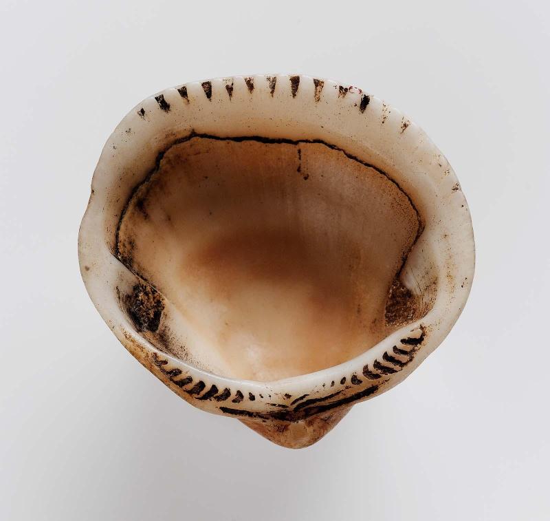 Bivalve shell