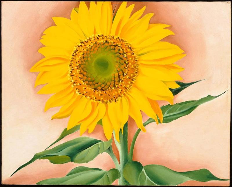 A Sunflower from Maggie